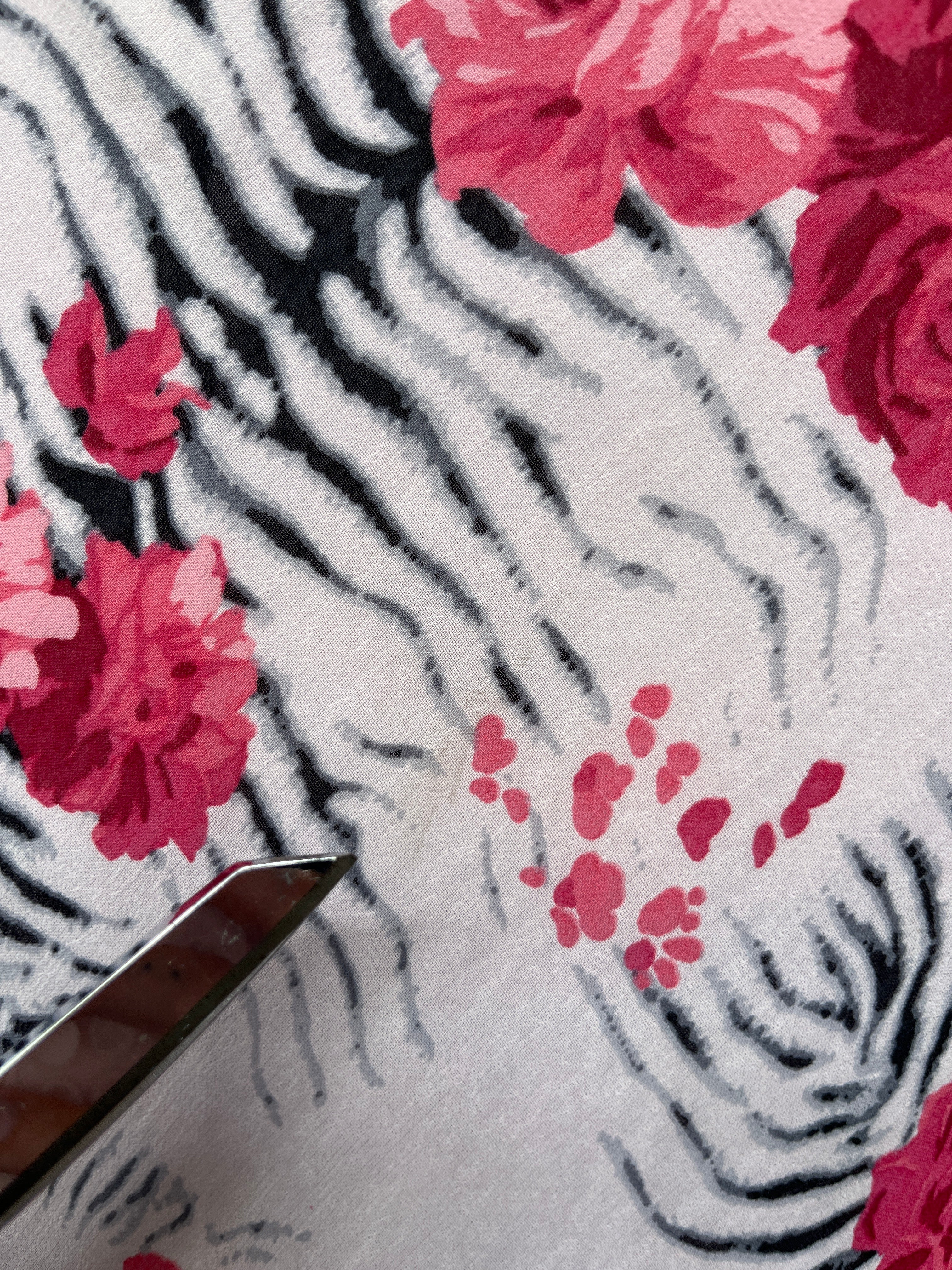zebra bloom